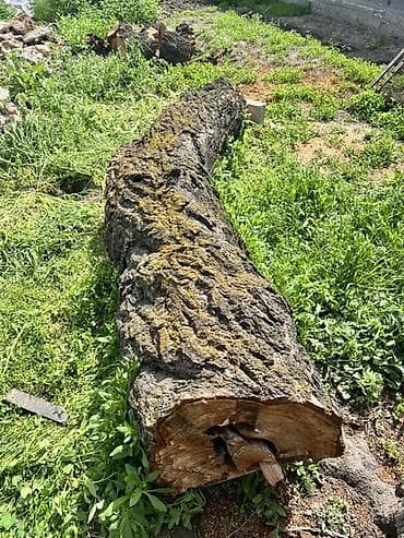 пенек купить: Срубили абрикос, дереву больше 40 лет 🌳 Древесина очень крепкая и — 3