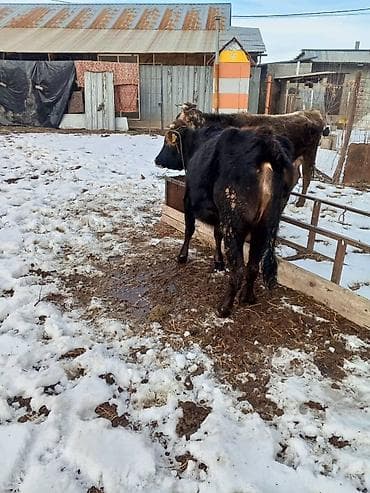 голова корова: Продаю | Тёлка | На откорм | Нетель — 6