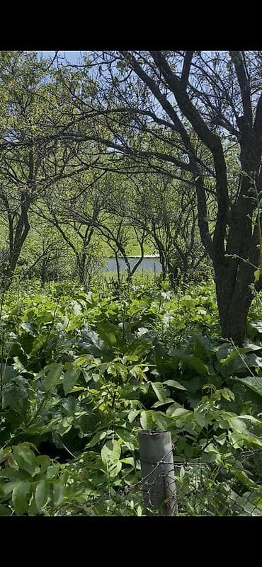 Земельные участки: 5 соток, Красная книга — 4