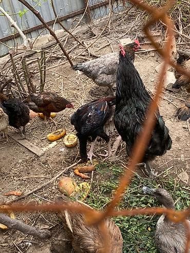семина кукуруза: Продаю | Куры | Полубрама, Брама, Кохинхин — 2