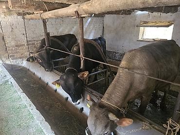 продаю корову с теленком: Продаю | Бык (самец) | На откорм | Привязанные — 2