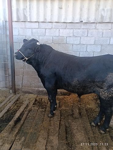 ангусы 3 месица: Продаю | Бык (самец) | Абердин-ангус | На откорм, На забой, Для разведения | Осеменитель, Искусственник — 6