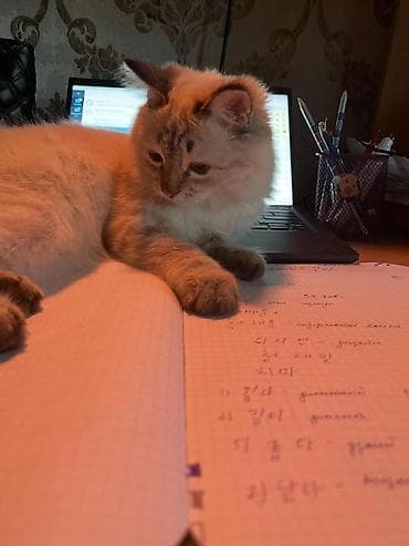 Девочка, Приучена к лотку at lalafo.kg Девочка, Приучена к лотку