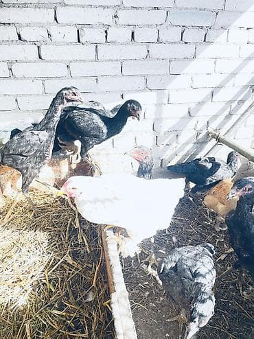 бычки токмак: Продаю цена сразу Окончательную напишу, Бойцовые курочки по две — 2