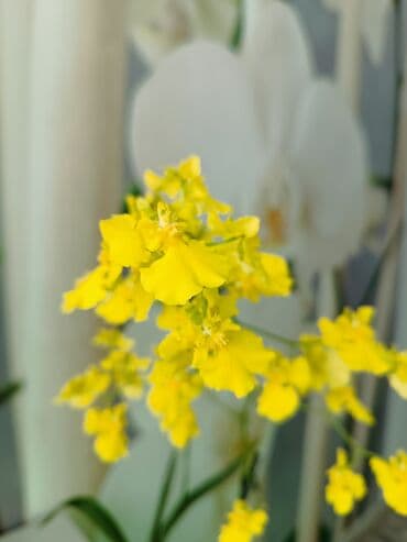 шатры тенты бишкек: Орхидея Онцидиум,в народе ее ещё называют,,танцующие — 5