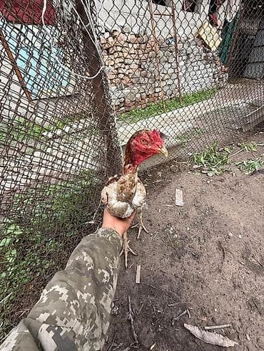 Животные: Продаю | Петух | Бойцовая | Для разведения — 4