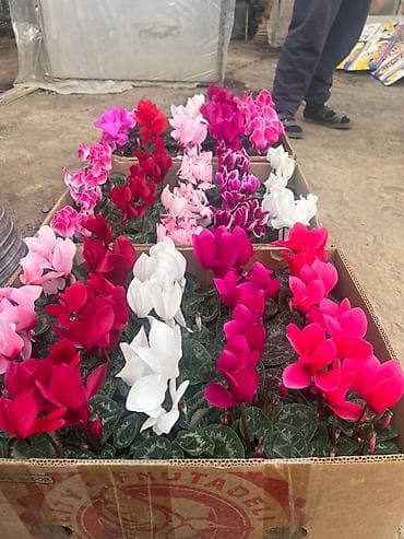 пионы корни: Рассада цветка — 5