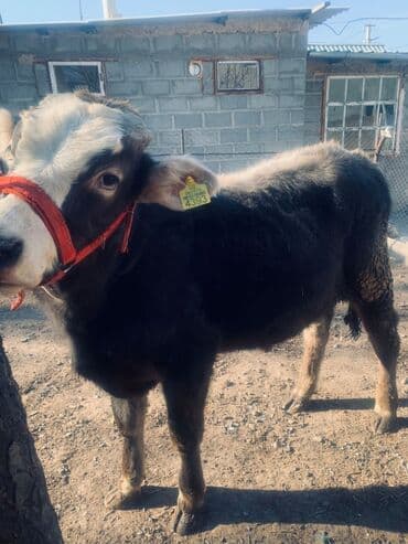 продаю телку: Продаю | Бык (самец) | Монбельярд, Полукровка | На откорм | Привязанные — 1