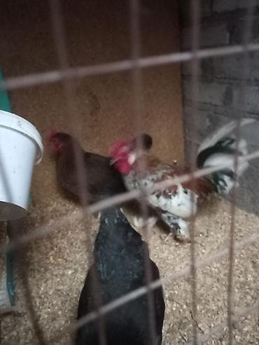 для кур: Продаю | Куры | Для разведения — 5