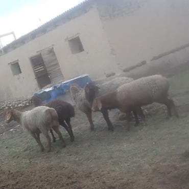 овца: Продаю | Овца (самка) | Для разведения — 1