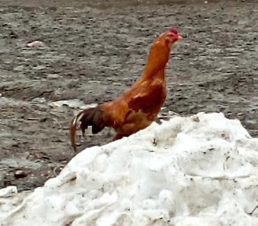 несушка инкубатор: Продаю | Куры, Петух | Дакан | Для разведения, Для боев — 1