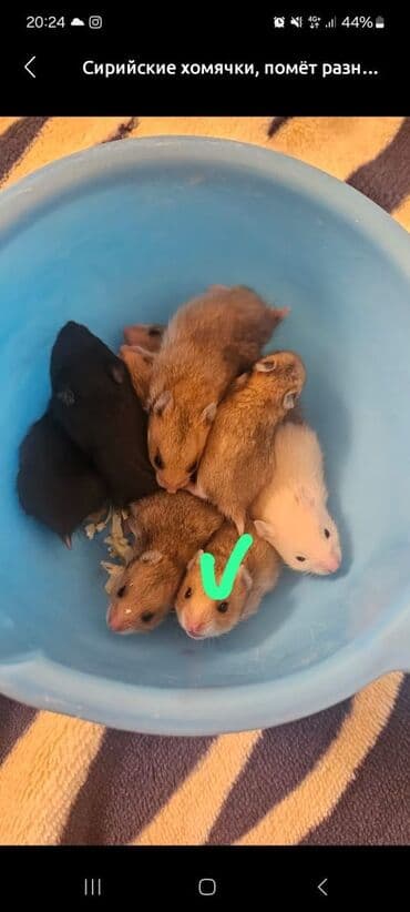 ошейник для собак на заказ: Клетка + 1 хомячок всего за 550 сом спешите. хомячки здоровые — 8