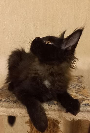 ищу котят: Два крупных 3-месячных котёнка породы мейн-кун готовы к переезду! — 6
