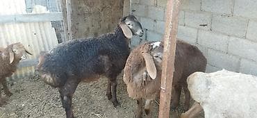 ярок: Продаю | Ягненок | Арашан | Для разведения | Племенные — 1