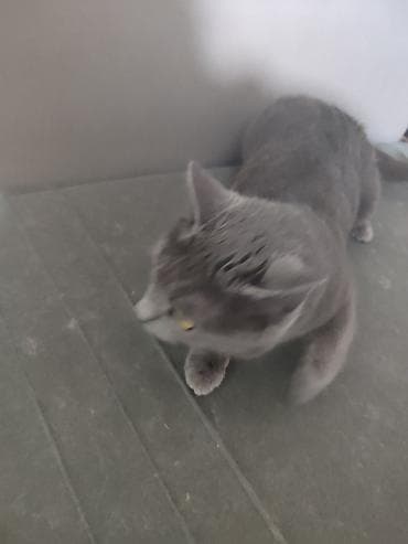 Беспородная, более 5 лет, Девочка, Черный, Приучена к лотку