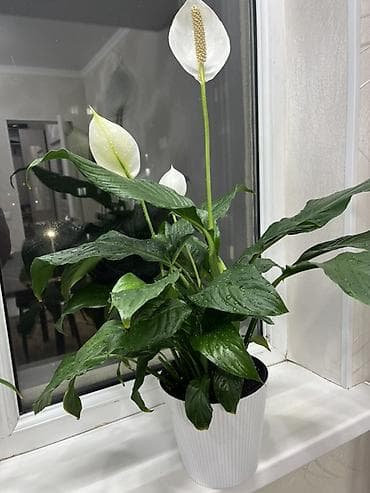 Алоэ: Спатифиллум (Spathiphyllum), крупные взрослые кусты в декоративных — 1