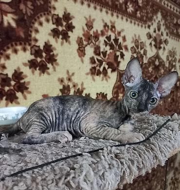 кошка шатланский: 🐾🐈‍⬛ Котята донского сфинкса готовы переехать в любящую семью. Два — 7