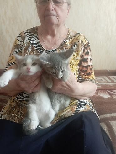 пидбуль щенок в оше эркек: 2 месяца, Мальчик — 1
