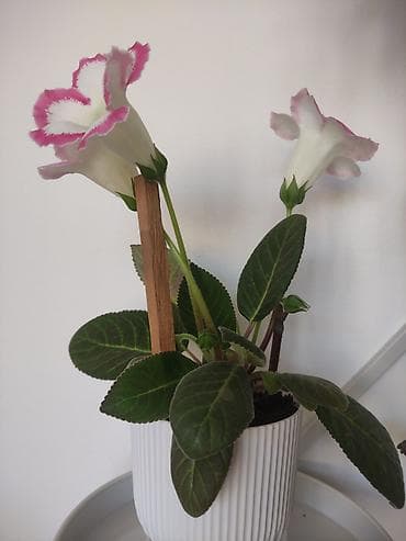 ph down: Глоксиния (Sinningia speciosa) в горшке - Компактные комнатные — 1
