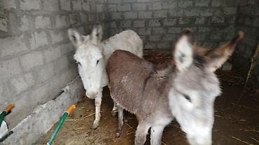 Аквариумдар: Пара ослов - Два осла: один серо-бурый, второй светло-серый. - — 1