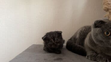 купить щенка спаниеля: Скотиш Фолд (Шотландская вислоухая), 1 месяц, Девочка — 7