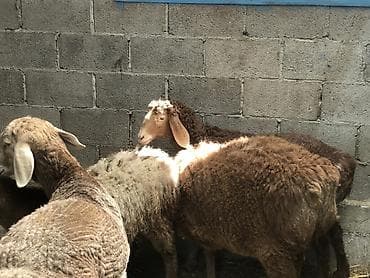 овцы гиссар: Продаю | Овца (самка) | Гиссарская, Арашан | Для разведения | Осеменитель, Ярка — 6