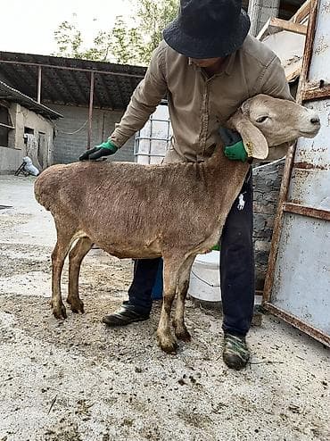 выделка шкур барана цена: Продаю | Овца (самка), Ягненок — 5