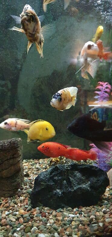 рыба аквариума: Аквариумные рыбки-цихлиды на любой вкус!!! Огромный выбор цихлид для — 5
