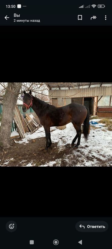 белый конь: Продаю | Жеребец | Для разведения, Конный спорт | Племенные — 1