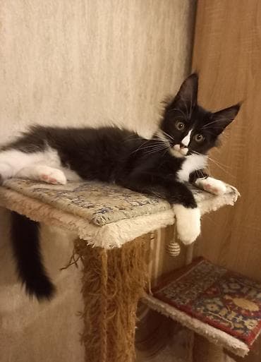 ищу котят: Два крупных 3-месячных котёнка породы мейн-кун готовы к переезду! — 3