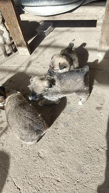 бельгийская овчарка малинуа купить: Собака даром: 1 месяц, Самец — 3