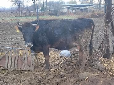 Аквариумы: Продаю | Корова (самка) | Алатауская | Для молока | Стельные — 4