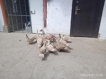 спортивные седло: Продаю | Индюк (самец) | Полукровка | Для разведения | Племенные — 5