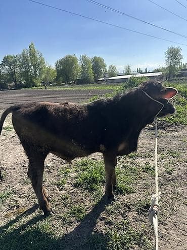 питбуль цена щенка: Продаю | Бык (самец) | На откорм | Привязанные — 1