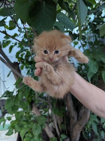 даром кошки: Кошка даром: Беспородная, 1 месяц, Мальчик, Метис — 2