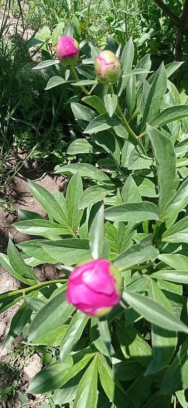 цвет лимонный: Бутоны пионов разных цветов малиновые белые розовые бутоны плотные — 3