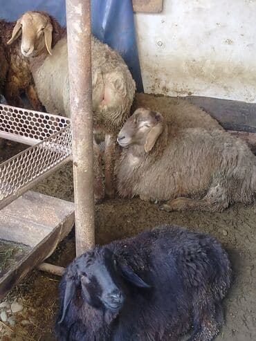 баран купить: Продаю | Баран (самец) | Полукровка — 5