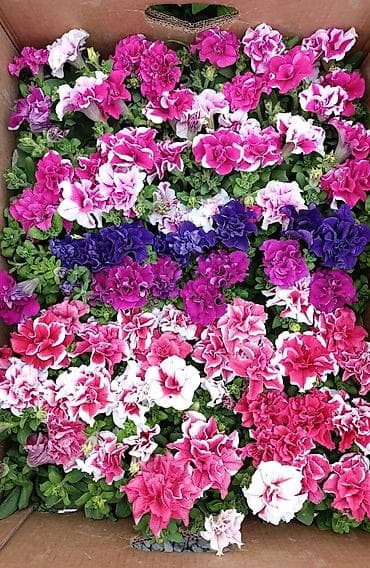 купить цветы петунии: Рассада цветочных однолетников для клумб и балконных ящиков. В — 5