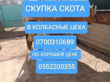 продам бу оборудование для птицефабрики: Куплю | Коровы, быки, Лошади, кони | Круглосуточно, Любое состояние, Забитый — 1