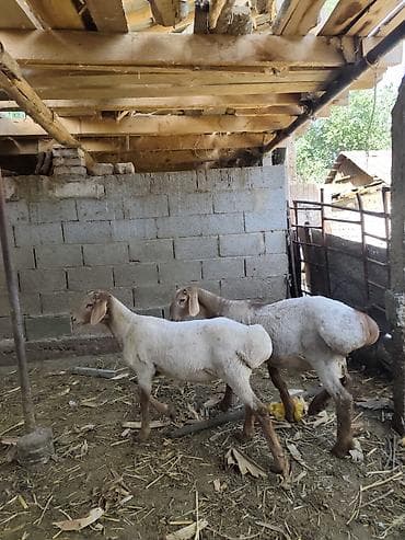 lamb: Продаю | Ягненок | Для разведения — 2