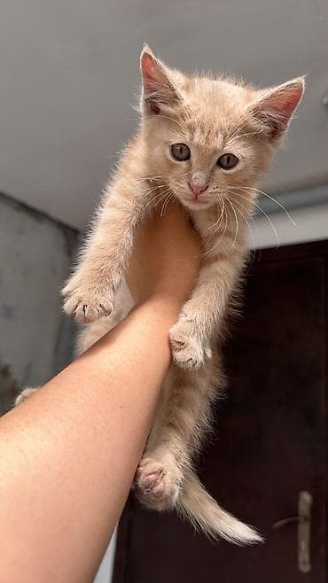 scottish fold: Котята в добрые и ответственные руки!!! Описание: - Возраст на фото — 4