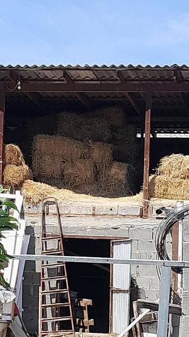 продажа кормов для сельскохозяйственных животных: Срочно срочно продаю солому где-то 50-60 штук цена 100 сом — 6