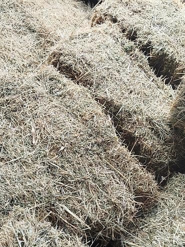 үй жаныбарлары: Сено в тюках/ Чоп беде

2 Кост — 1