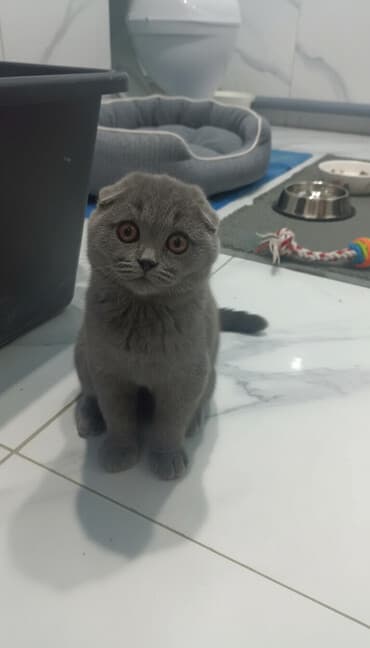 купить черную немецкую овчарку: Шотландский вислоухий котёнок (Scottish Fold) - Окрас: сплошной серый — 2