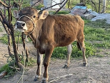 ат сатлат: Продаю | Тёлка, Музоо, торпок | На откорм | Отела не было — 1