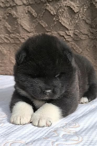 акита американская цена: ЩЕНКИ АМЕРИКАНСКОЙ АКИТЫ Два очаровательных мальчика открыты к — 2