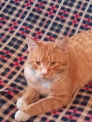 белый котенок: Кошка даром: Беспородная, 1 год, Мальчик, Приучена к лотку, Проглистована — 6