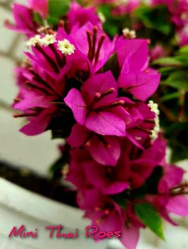 Продаю детки (укорененные черенки) Бугенвиллии.Цена 200-300с за штуку