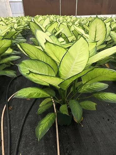 Замиокулькас (Долларовое дерево): Комнатные растения в горшках - Азалия индийская (Rhododendron — 2