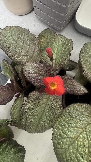 Дом и сад: Эписция (Episcia) декоративно-цветущая, горшечное растение. 100-150с — 1